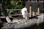 IMG 0422