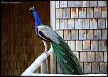 IMG 0506