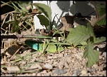 IMG 0527