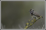 Bonjour...-gorge-bleu-3.jpg