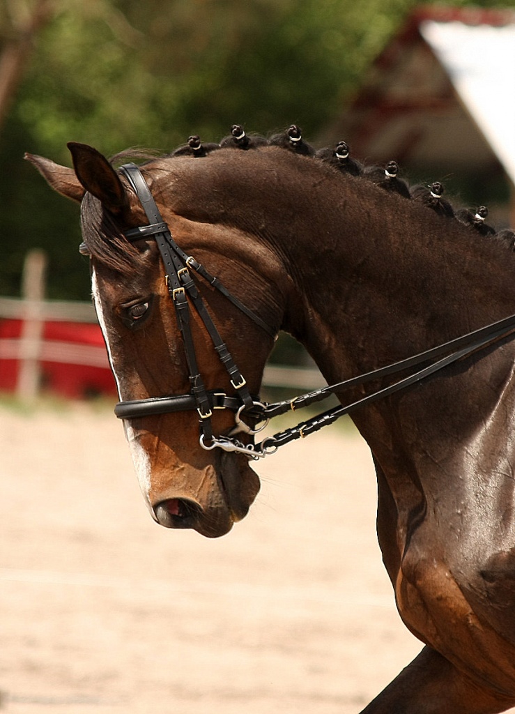 Bonjour...-010511-dressage-lac-bleu-031.jpg