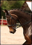 Bonjour...-010511-dressage-lac-bleu-031.jpg