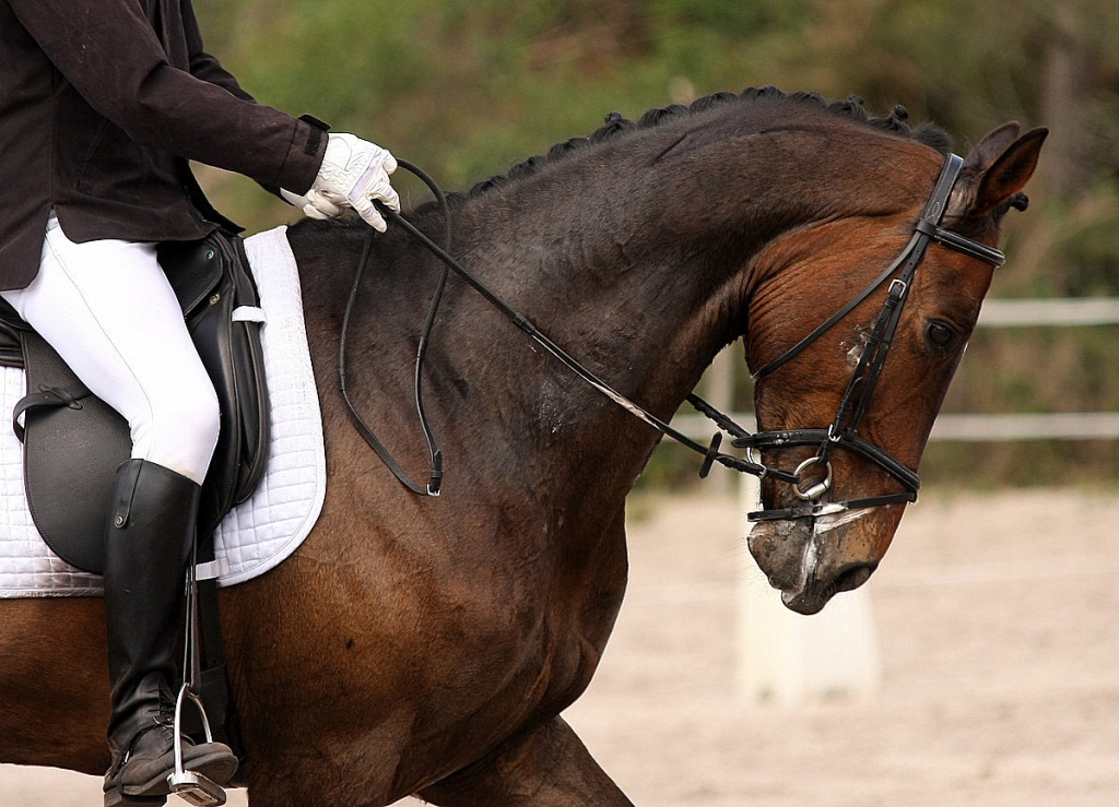 Bonjour...-010511-dressage-lac-bleu-040.jpg