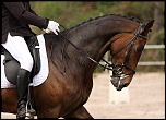 Bonjour...-010511-dressage-lac-bleu-040.jpg