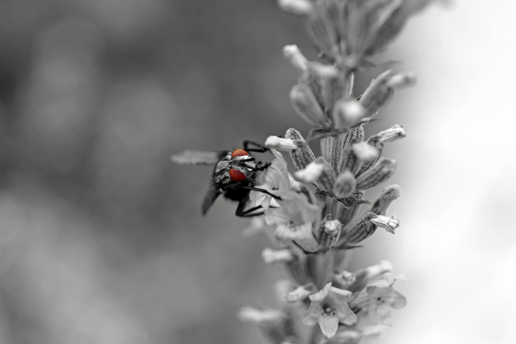 Compact Flash 256Mo Ultra II-24072010-eos-7d-018-n-b.jpg