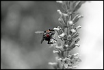 Compact Flash 256Mo Ultra II-24072010-eos-7d-018-n-b.jpg