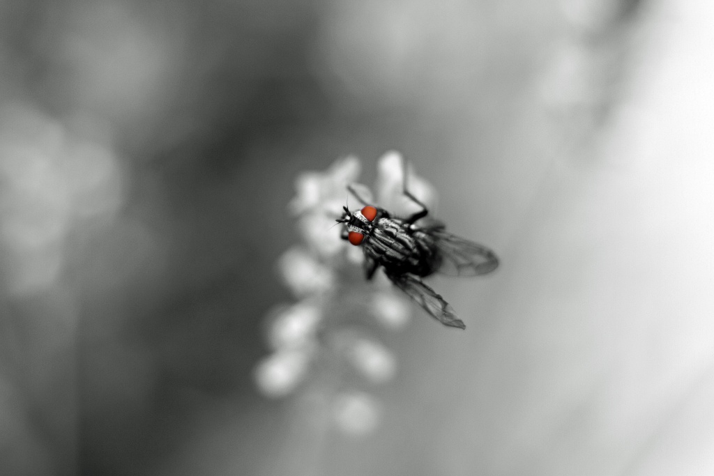 Compact Flash 256Mo Ultra II-24072010-eos-7d-017-n-b.jpg