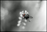 Compact Flash 256Mo Ultra II-24072010-eos-7d-017-n-b.jpg