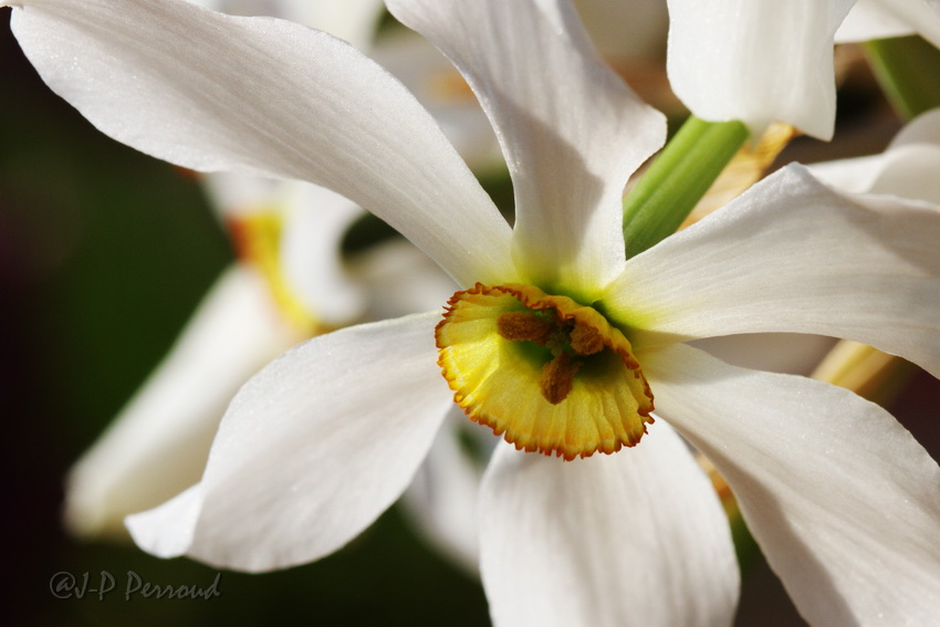 70-300 Sigma APO-narcisses-002.jpg