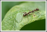 Quelques images ralises en macrophotographie