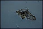 louisiane 1