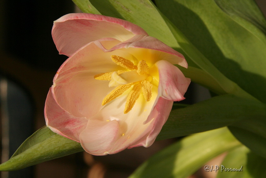 70-300 Sigma APO-fleurs-0091.jpg