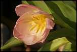70-300 Sigma APO-fleurs-0091.jpg