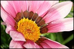70-300 Sigma APO-fleurs-0092.jpg