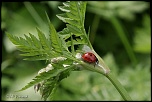 coccinelles 002 
Je ne sais pas si je vais glisser ...
