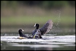 -06052011-cv6q1153.jpg