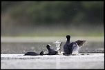 -06052011-cv6q1089.jpg