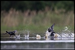 -06052011-cv6q1179.jpg