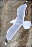 Goeland