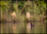 -06052011-cv6q1079.jpg