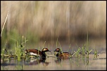 -02052011-cv6q0878.jpg