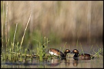 -02052011-cv6q0881.jpg