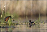 -02052011-cv6q0876.jpg
