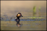 -02052011-cv6q0937.jpg