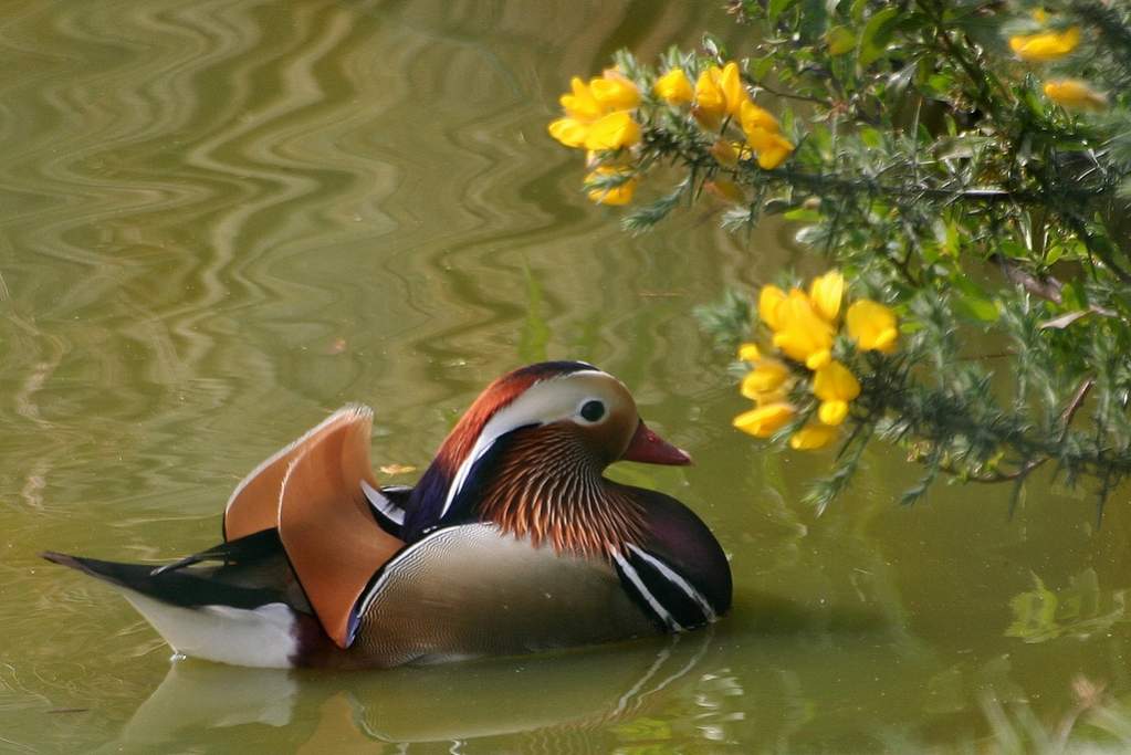 Canard mandarin