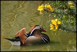 Canard mandarin