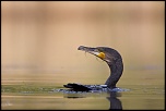 -06052011-cv6q1070.jpg