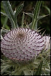 70-300 Sigma APO-fleurs-0026.jpg