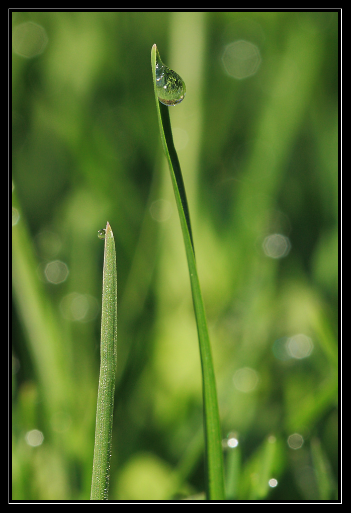 Gouttes d'eau 1
