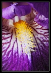 Lys 1