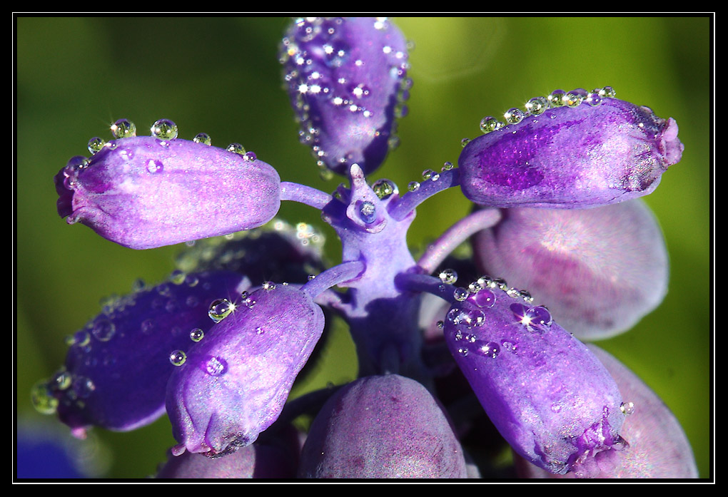 Perles