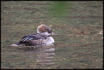 -img_2799.jpg
