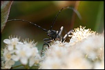 Et un de plus...-img_1542a.jpg