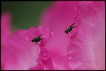 Et un de plus...-img_1734a.jpg