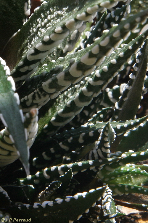 70-300 Sigma APO-grasses-0008.jpg