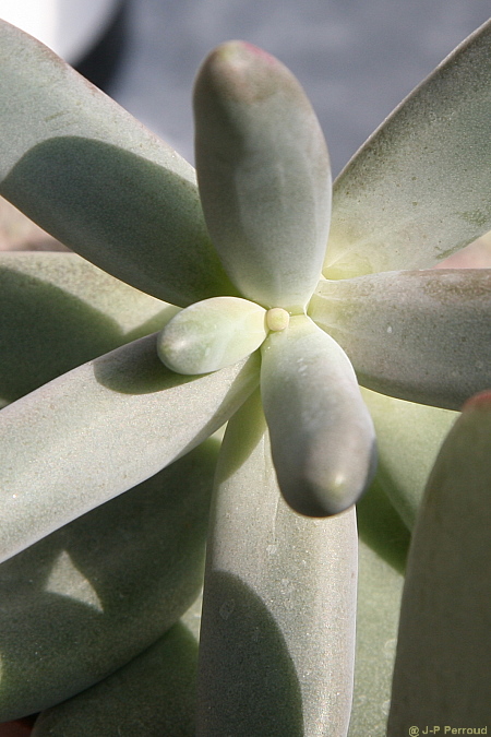 70-300 Sigma APO-plantes-grasses08.jpg