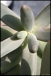 70-300 Sigma APO-plantes-grasses08.jpg