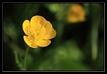 Bouton d'or