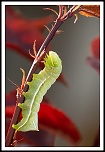 Macro
