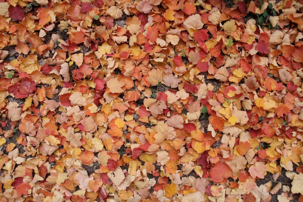 Feuillage d'automne 02