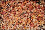 Feuillage d'automne 02