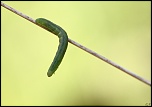 -img_4222.jpg