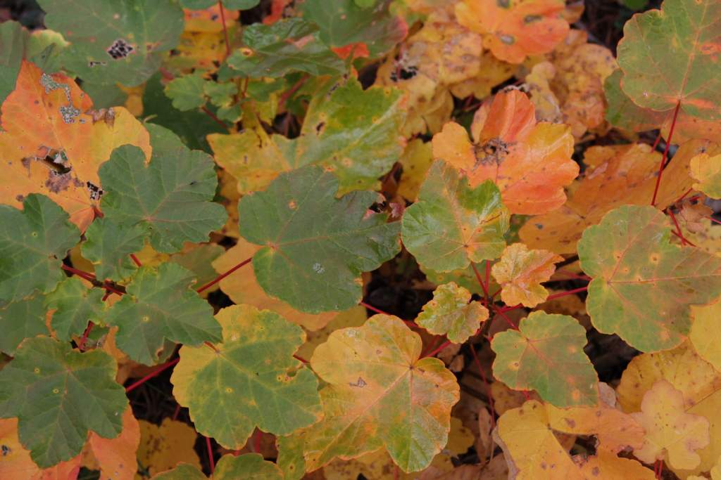 Feuillage d'automne 03