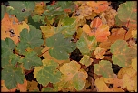 Feuillage d'automne 03