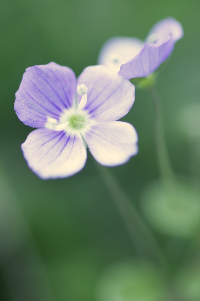 Retour ....-fleur-29-amrs.jpg