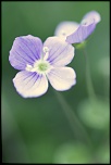 Retour ....-fleur-29-amrs.jpg